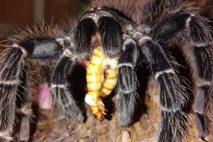 Lasiodora Parahybana