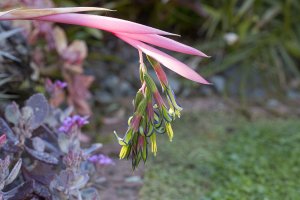 Billbergia nutans - Queen's tears