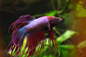 Siamese fighting fish