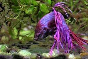 Siamese fighting fish