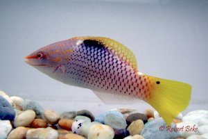 Checkerboard Wrasse - Halichoeres hortulanus