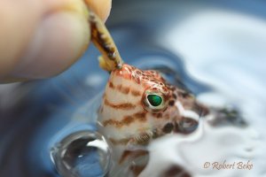 Cirrhitichthys aprinus - Blotched Hawkfish