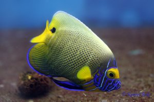 Pomacanthus xanthometopon - Blueface Angelfish