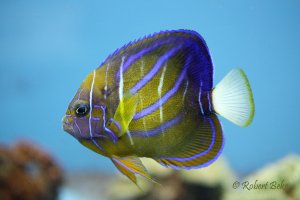 Pomacanthus annularis - Blue Ring Angelfish