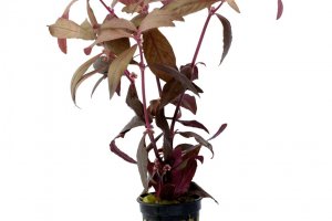 Alternanthera Sessilis - Rubra