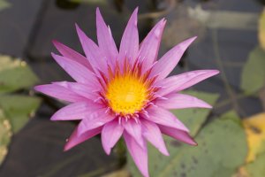 Nymphaea 'August Siebert'