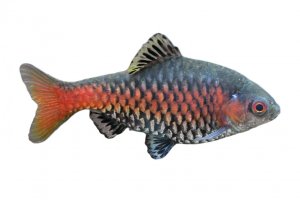 Odessa barb - Pethia padamya