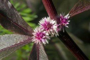 Alternanthera Sessilis