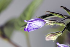 Hygrophila Corymbosa