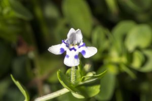 Lindernia rotundifolia