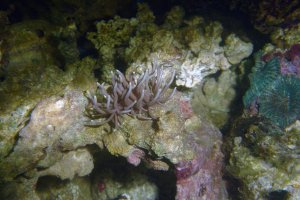 Phyllodesmium briareum -  Sea slug