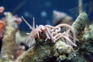 Phyllodesmium briareum -  Sea slug