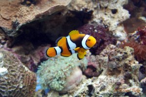 Amphiprion percula