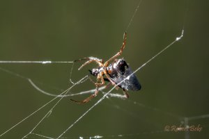 Leucauge dromedaria