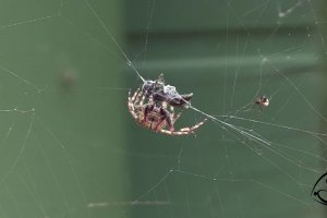 Eriophora pustulosa