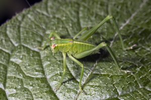 New Zealand Grasshopper