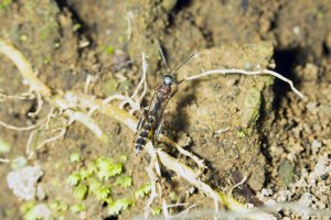 Tremex columba