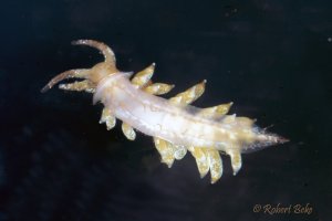 Nudibranchs