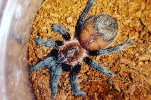 Brachypelma kahlenbergi