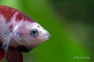 Betta splendens