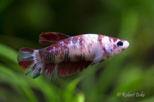 Betta splendens