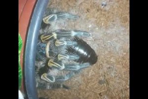 Grammostola pulchripes feeding