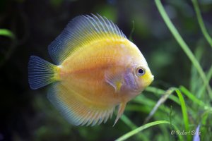 Symphysodon aequifasciatus - Stardust discus