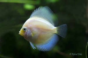 Symphysodon aequifasciatus - White Dimond discus