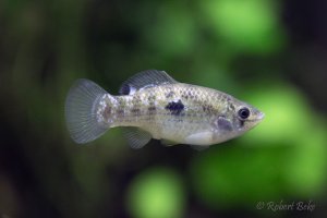 Jordanella floridae - American flagfish