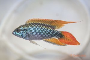 Apistogramma agassizii