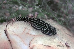 Sewellia lineolata - Tiger Hillstream Loach