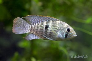 Blue acara - Aequidens pulcher