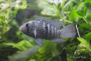 Blue acara - Aequidens pulcher