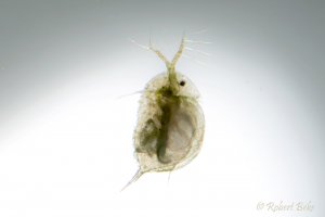 Daphnia