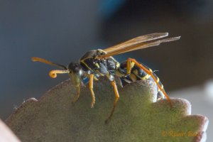 Asian Paper wasp