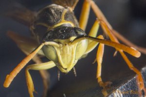 Asian Paper wasp