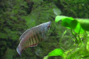 Samurai Gourami