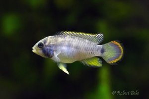 Apistogramma nijsseni