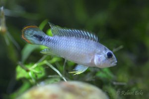 Apistogramma panduro