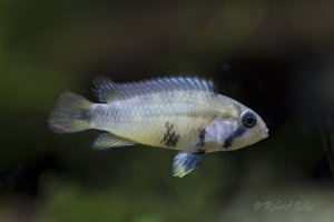 Apistogramma panduro