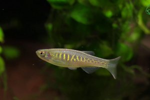 Panther danio