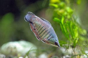 Samurai Gourami