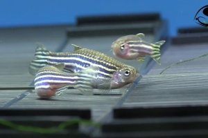 Breeding Zebra Danios