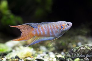 Paradise fish - Macropodus opercularis