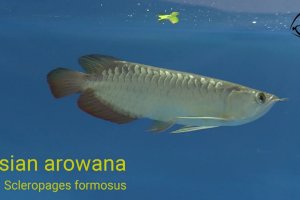 Arowana