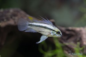 Apistogramma trifasciata