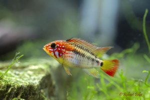 Apistogramma viejita