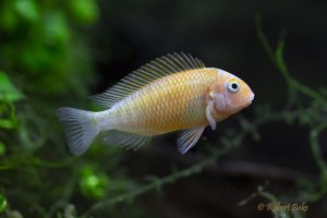 Tropheus sp.  Golden Firefox