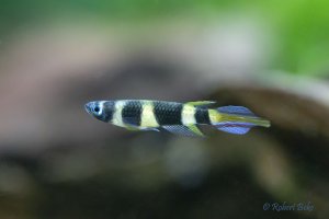 Clown Killifish - Epiplatys annulatus