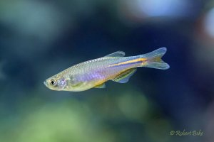 Blue-redstripe danio - Danio albolineatus